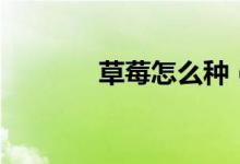 草莓怎么种（草莓怎么种呢）