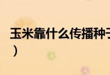 玉米靠什么传播种子（玉米是怎么传播种子的）