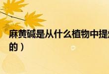 麻黄碱是从什么植物中提炼出来的（麻黄碱从哪里提炼出来的）