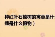 种红叶石楠树的寓意是什么（红叶石楠的风水寓意及红叶石楠是什么植物）