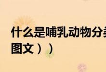 什么是哺乳动物分类概括（什么是哺乳动物（图文））