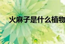 火麻子是什么植物（火麻子是什么植物）
