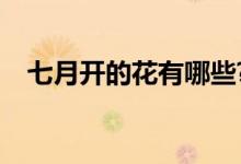 七月开的花有哪些?（七月开的是什么花）