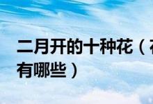 二月开的十种花（花期在2月的花二月开的花有哪些）