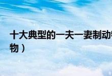 十大典型的一夫一妻制动物（动物世界里最专一的十种种动物）