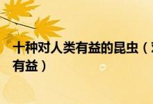 十种对人类有益的昆虫（对人类有益的昆虫什么虫子对人类有益）