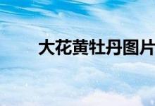 大花黄牡丹图片大全（大花黄牡丹）
