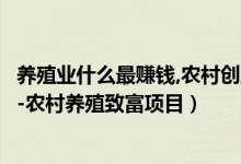 养殖业什么最赚钱,农村创业项目推荐（现在养殖什么最赚钱-农村养殖致富项目）