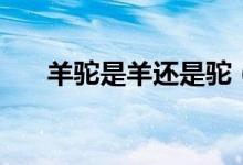 羊驼是羊还是驼（小羊驼是一种羊吗）