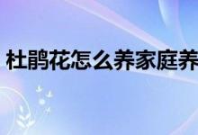杜鹃花怎么养家庭养法（杜鹃花的养殖方法）