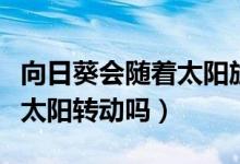 向日葵会随着太阳旋转的视频（向日葵会随着太阳转动吗）