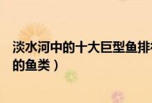 淡水河中的十大巨型鱼排行（世界十大巨型淡水鱼体型最大的鱼类）