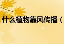 什么植物靠风传播（什么植物靠风传播种子）