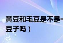黄豆和毛豆是不是一种东西（毛豆黄豆是一种豆子吗）