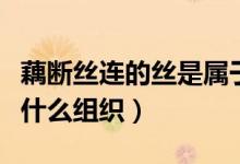 藕断丝连的丝是属于什么组织（藕的丝是属于什么组织）