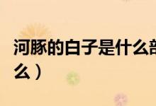 河豚的白子是什么部位（河豚里面的白子是什么）