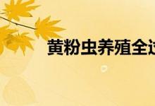 黄粉虫养殖全过程视频（黄粉虫）