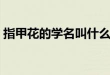 指甲花的学名叫什么（指甲花的学名叫什么）