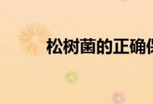 松树菌的正确保存方法（松树菌）