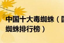 中国十大毒蜘蛛（国内毒性最强的蜘蛛中国毒蜘蛛排行榜）