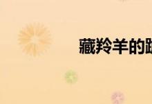 藏羚羊的跪拜（藏羚羊）