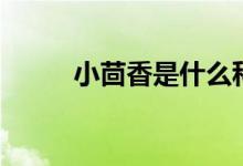 小茴香是什么科（小茴香是什么）