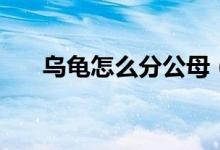 乌龟怎么分公母（乌龟公母怎么分辨）
