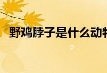 野鸡脖子是什么动物（野鸡脖子是什么蛇）