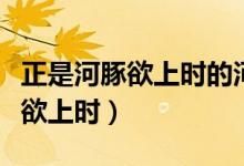 正是河豚欲上时的河豚是什么意思（正是河豚欲上时）