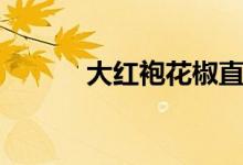 大红袍花椒直播（大红袍花椒）