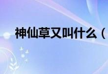 神仙草又叫什么（神仙草又叫什么名字）
