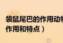 袋鼠尾巴的作用动物尾巴的作用（袋鼠尾巴的作用和特点）