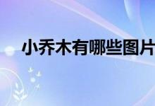 小乔木有哪些图片（小乔木有哪些树种）