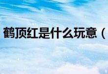 鹤顶红是什么玩意（鹤顶红是什么（图文））
