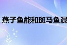 燕子鱼能和斑马鱼混养吗（燕子鱼能长多大）