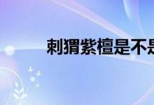 刺猬紫檀是不是红木（刺猬紫檀）