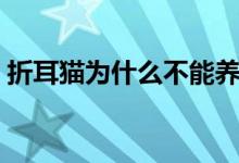 折耳猫为什么不能养（为什么不能养折耳猫）