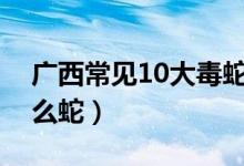 广西常见10大毒蛇（广西十大蛇类广西有什么蛇）