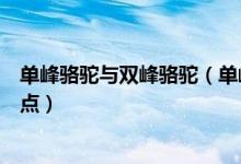 单峰骆驼与双峰骆驼（单峰骆驼与两峰骆驼的不同之处和特点）