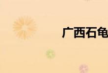 广西石龟（广西石龟）