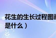 花生的生长过程图画简笔画（花生的生长过程是什么）