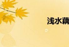 浅水藕（浅水藕）