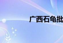 广西石龟批发（广西石龟）