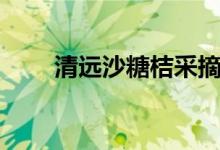 清远沙糖桔采摘地址（清远沙糖桔）