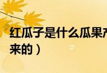 红瓜子是什么瓜果产的（红瓜子是什么瓜种出来的）