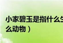小家碧玉是指什么生肖动物（小家碧玉是指什么动物）