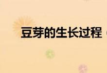 豆芽的生长过程（豆芽是如何生长的）