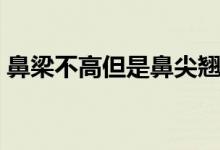 鼻梁不高但是鼻尖翘翘的（鼻梁不高怎么办）