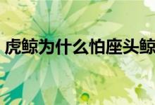 虎鲸为什么怕座头鲸（虎鲸为什么怕座头鲸）