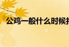 公鸡一般什么时候打鸣（公鸡为什么打鸣）